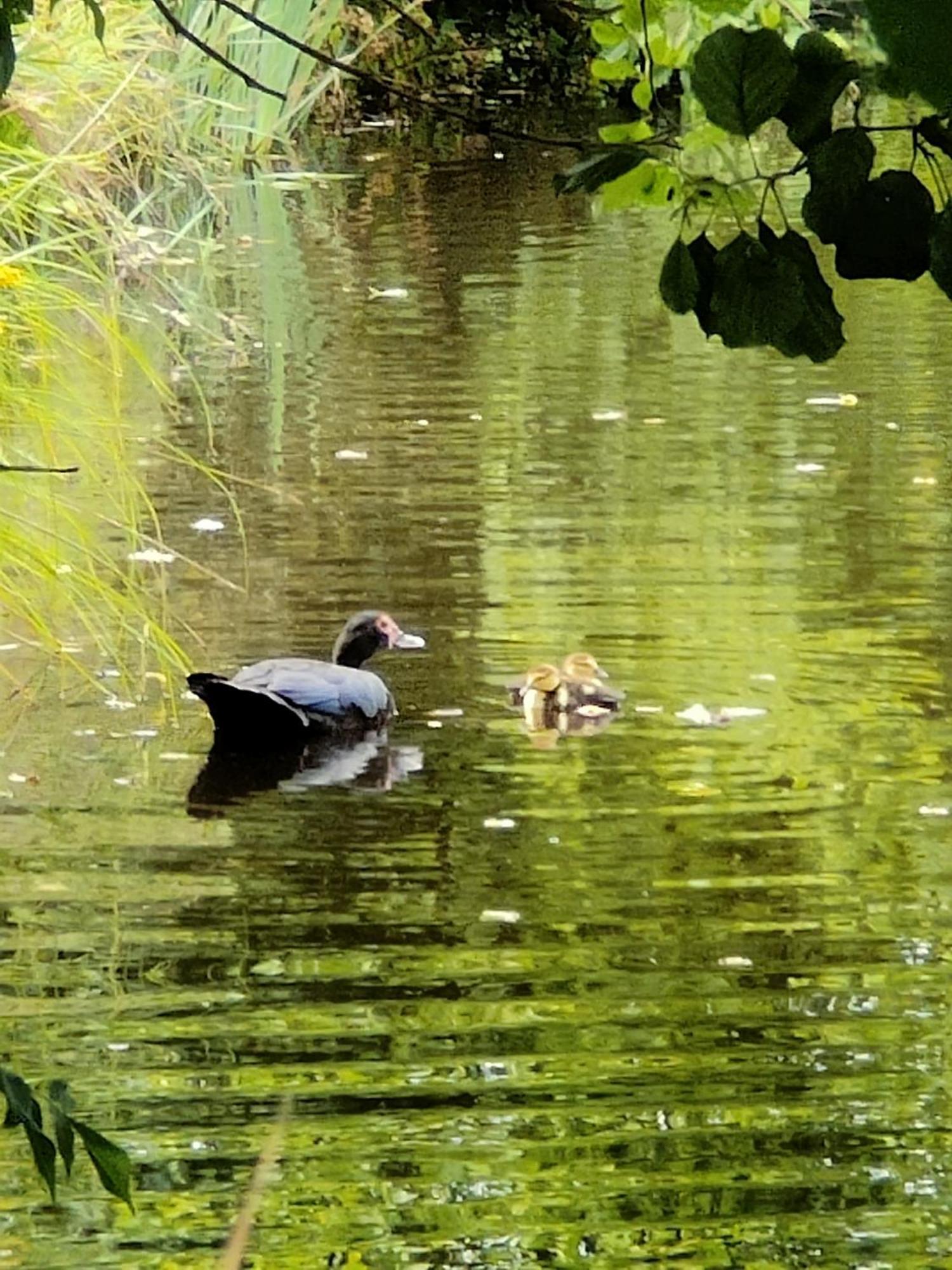 Gite De L Etang Du Planchon Balledent 外观 照片